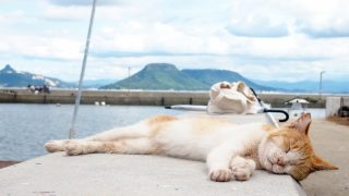 猫の留守番に暑さ対策?夏バテを避けるためのおススメの方法をご紹介