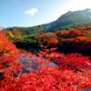 那須高原の紅葉おすすめドライブ　犬とのお出かけにも最高！