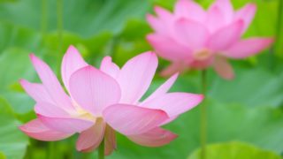 浄土真宗のお盆の過ごし方 仏壇の飾り方やお供えはどうする?