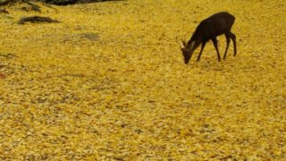 奈良公園の紅葉見ごろはいつ？見どころスポットとおすすめコースは？