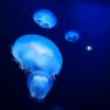 江ノ島水族館のナイトワンダーアクアリウム　料金や混雑状況と口コミをご紹介