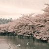 上野公園の桜　見ごろ時期と撮影にもおすすめな見どころスポットをご紹介