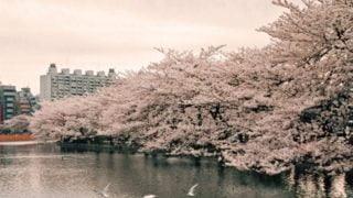 上野公園の桜　見ごろ時期と撮影にもおすすめな見どころスポットをご紹介