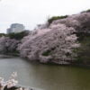 千鳥ヶ淵緑道に咲く桜の見頃時期とおすすめ撮影スポット＆散策ルートをご紹介
