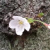新宿御苑で桜の花見　見ごろ時期と混雑状況、おすすめ撮影スポットをご紹介