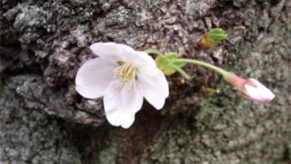 新宿御苑で桜の花見　見ごろ時期と混雑状況、おすすめ撮影スポットをご紹介