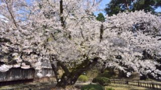 弘前公園の桜見ごろ時期と撮影スポット　ハートの場所はどこにある？
