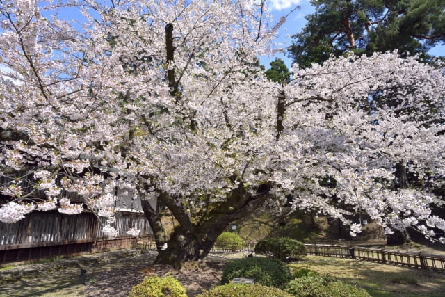 弘前公園の桜見ごろ時期と撮影スポット ハートの場所はどこにある