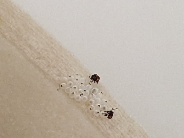 夜に干した洗濯物には虫が卵を産み付けるかも?!