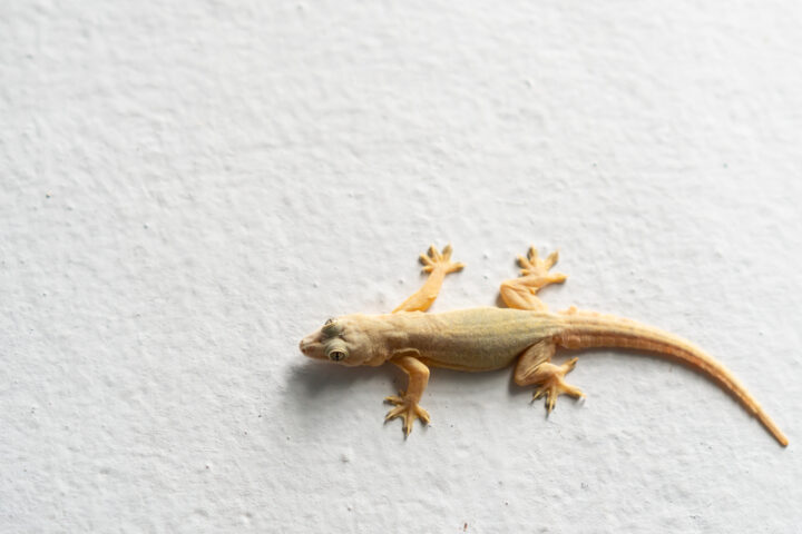 ヤモリのお告げとは?白いヤモリを見たらその家族は幸せになれる?