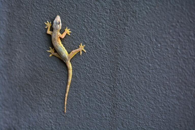 イモリとヤモリの違いは？両生類と爬虫類の見分け方を徹底解説！