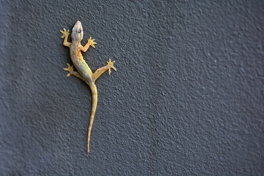 イモリとヤモリの違いは?両生類と爬虫類の見分け方を徹底解説!