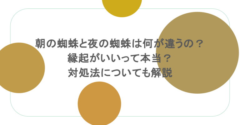 朝の蜘蛛と夜の蜘蛛は何が違うの？縁起がいいって本当？対処法についても解説