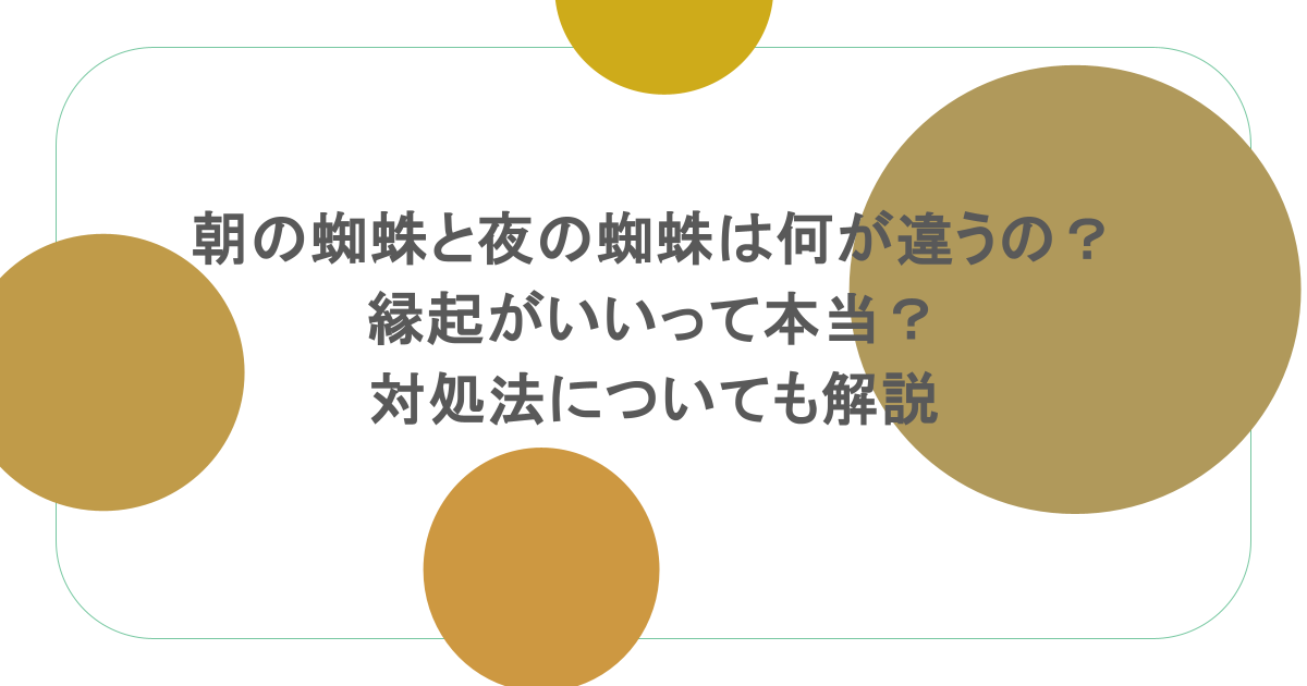 朝の蜘蛛と夜の蜘蛛は何が違うの?縁起がいいって本当?対処法についても解説